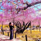 小綾