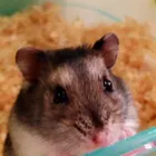 げっし類