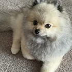 ポメラニアンのももちゃん