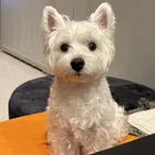 ユーザー画像