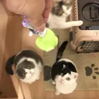 鋼鉄猫