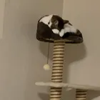 しの