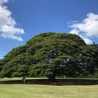 ひっかち