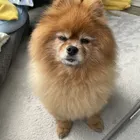 tomo.ko