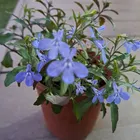 ユーザー画像