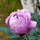 ユーザー画像