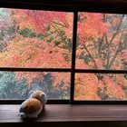 やっちゃんの