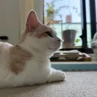 cocodai