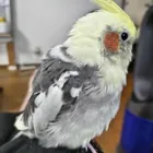 ユーザー画像