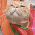 ハザマ