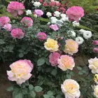 ユーザー画像