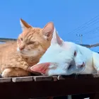 ユーザー画像