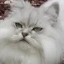 ユーザー画像