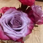 ユーザー画像