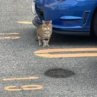 すばるちゃん