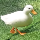 ユーザー画像