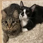 おむこん