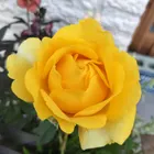 ユーザー画像