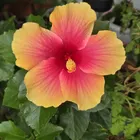 マダムハイビスカス