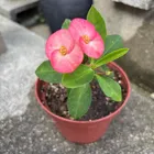 ユーザー画像