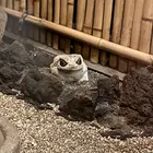 めぐにゃん