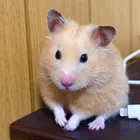 ユーザー画像