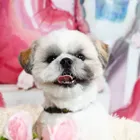 ユーザー画像
