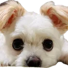 ユーザー画像