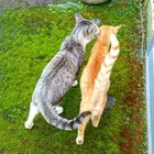ユーザー画像
