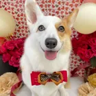 Corgi 六花（りっか）ちゃん