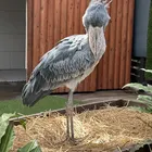 ユーザー画像
