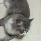 さくざく