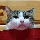 ユーザー画像