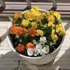 まかろん