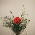 m.rose