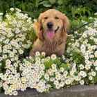はなっこりー☆