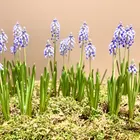 may