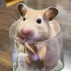 ユーザー画像