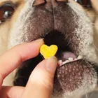 【犬のおやつ専門店】iico｜浅田姉