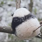 pocha