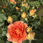 ユーザー画像