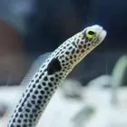 えびふらい