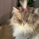 ユーザー画像