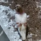 ユーザー画像