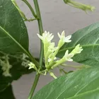 さじてりあす