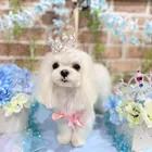 ユーザー画像