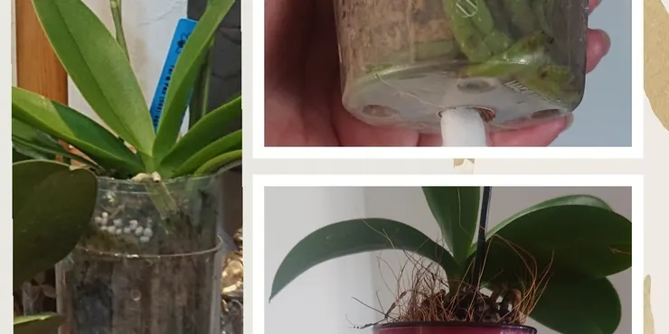 夏野菜 | CAINZ DIY Square