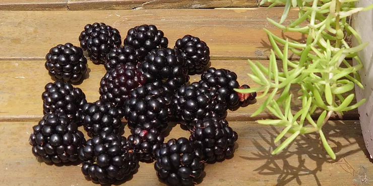 ブラックベリーが豊作 | CAINZ DIY Square