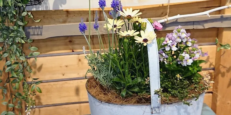 多肉植物寄せ植え（鳥かご寄せ🐦） | CAINZ DIY Square