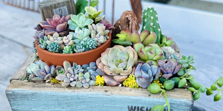 多肉植物寄せ植え❤️ ☆寄せ植え用セット☆ 新入荷 | るる農園~多肉植物専門